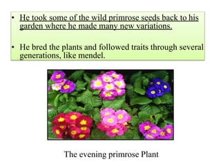 • He took some of the wild primrose seeds back to his
garden where he made many new variations.
• He bred the plants and followed traits through several
generations, like mendel.
The evening primrose Plant
 