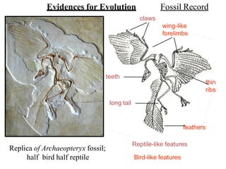 feathers
thin
ribs
teeth
long tail
claws
wing-like
forelimbs
Reptile-like features
Bird-like features
Replica of Archaeopteryx fossil;
half bird half reptile
Evidences for Evolution Fossil Record
 