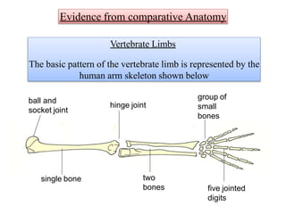 Vertebrate Limbs
The basic pattern of the vertebrate limb is represented by the
human arm skeleton shown below
ball and
socket joint
hinge joint
single bone two
bones
group of
small
bones
five jointed
digits
Evidence from comparative Anatomy
 