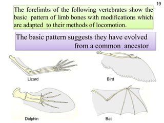 The forelimbs of the following vertebrates show the
basic pattern of limb bones with modifications which
are adapted to their methods of locomotion.
Lizard Bird
Dolphin Bat
The basic pattern suggests they have evolved
from a common ancestor
19
 