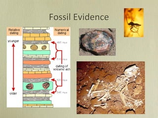 Fossil Evidence
 
