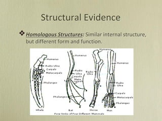 Structural Evidence
Homologous Structures: Similar internal structure,
but different form and function.
 