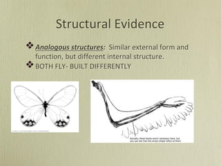 Structural Evidence
Analogous structures: Similar external form and
function, but different internal structure.
BOTH FLY- BUILT DIFFERENTLY
 