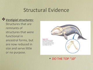 Structural Evidence
Vestigial structures:
Structures that are
remnants of
structures that were
functional in
ancestral forms, but
are now reduced in
size and serve little
or no purpose.
• DO THE TOP “10”
 
