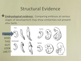Embryological evidence: Comparing embryos at various
stages of development may show similarities not present
after birth.
Structural Evidence
WHO
DOES
THIS
GUY
LOOK
LIKE???
 