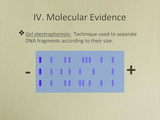 Gel electrophoresis: Technique used to separate
DNA fragments according to their size.
IV. Molecular Evidence
+
-
 