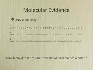 DNA sequencing:
Molecular Evidence
A
A-G-C-T-A-G-G-C-C-A-T-G-T-A-T-A-A-T-G-G-C-C-T-C-A-T-A-T-A-G-G-C-C-G-C-T-A-T-C
B
A-G-C-T-A-G-G-C-C-A-T-G-T-A-T-A-A-C-G-G-C-C-T-C-A-T-A-T-A-G-G-C-A-G-C-C-A-T-C
C
A-G-C-T-A-G-G-C-C-A-T-G-T-A-T-A-A-T-G-G-C-C-T-C-T-T-A-T-A-G-G-C-G-G-C-T-A-T-C
How many differences are there between sequence A and B?
 