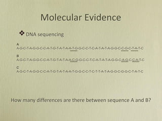 DNA sequencing
Molecular Evidence
A
A-G-C-T-A-G-G-C-C-A-T-G-T-A-T-A-A-T-G-G-C-C-T-C-A-T-A-T-A-G-G-C-C-G-C-T-A-T-C
B
A-G-C-T-A-G-G-C-C-A-T-G-T-A-T-A-A-C-G-G-C-C-T-C-A-T-A-T-A-G-G-C-A-G-C-C-A-T-C
C
A-G-C-T-A-G-G-C-C-A-T-G-T-A-T-A-A-T-G-G-C-C-T-C-T-T-A-T-A-G-G-C-G-G-C-T-A-T-C
How many differences are there between sequence A and B?
 