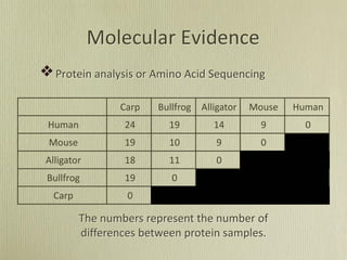 Protein analysis or Amino Acid Sequencing
Molecular Evidence
Carp Bullfrog Alligator Mouse Human
Human 24 19 14 9 0
Mouse 19 10 9 0
Alligator 18 11 0
Bullfrog 19 0
Carp 0
The numbers represent the number of
differences between protein samples.
 