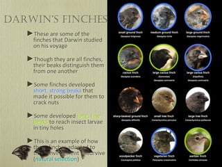 Darwin’s Finches
►These are some of the
finches that Darwin studied
on his voyage
►Though they are all finches,
their beaks distinguish them
from one another
►Some finches developed
short, strong beaks that
made it possible for them to
crack nuts
►Some developed long, fine
beaks to reach insect larvae
in tiny holes
►This is an example of how
these finches adapted to
their environment to survive
(natural selection)
 