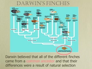 Darwin’s Finches
Darwin believed that all of the different finches
came from a common ancestor and that their
differences were a result of natural selection
 