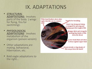 IX. ADAPTATIONS
• STRUCTURAL
ADAPTATIONS: Involves
parts of the body ( wings
for flying, fins for
swimming).
• PHYSIOLOGICAL
ADAPTATIONS: Involves
metabolism of the
organism (poison venom).
• Other adaptations are
mating, behavioral,
hibernation, etc.
• Bald eagle adaptations to
the right…
 