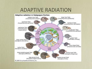 ADAPTIVE RADIATION
 