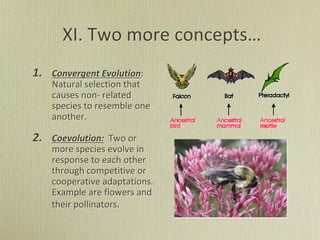 XI. Two more concepts…
1. Convergent Evolution:
Natural selection that
causes non- related
species to resemble one
another.
2. Coevolution: Two or
more species evolve in
response to each other
through competitive or
cooperative adaptations.
Example are flowers and
their pollinators.
 