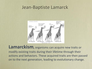 Jean-Baptiste Lamarck
Lamarckism, organisms can acquire new traits or
modify existing traits during their lifetime through their
actions and behaviors. These acquired traits are then passed
on to the next generation, leading to evolutionary change.
 