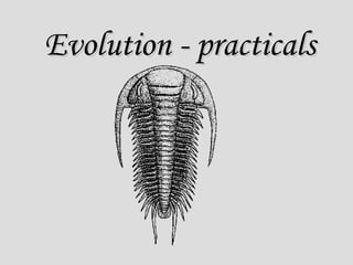 Evolution - practicals 