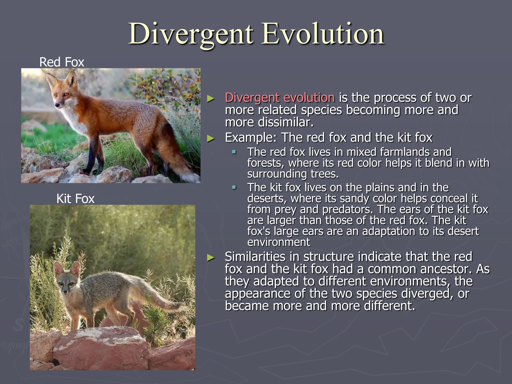 Divergent Evolution
► Divergent evolution is the process of two or
more related species becoming more and
more dissimilar.
► Example: The red fox and the kit fox
 The red fox lives in mixed farmlands and
forests, where its red color helps it blend in with
surrounding trees.
 The kit fox lives on the plains and in the
deserts, where its sandy color helps conceal it
from prey and predators. The ears of the kit fox
are larger than those of the red fox. The kit
fox's large ears are an adaptation to its desert
environment
► Similarities in structure indicate that the red
fox and the kit fox had a common ancestor. As
they adapted to different environments, the
appearance of the two species diverged, or
became more and more different.
Red Fox
Kit Fox
 