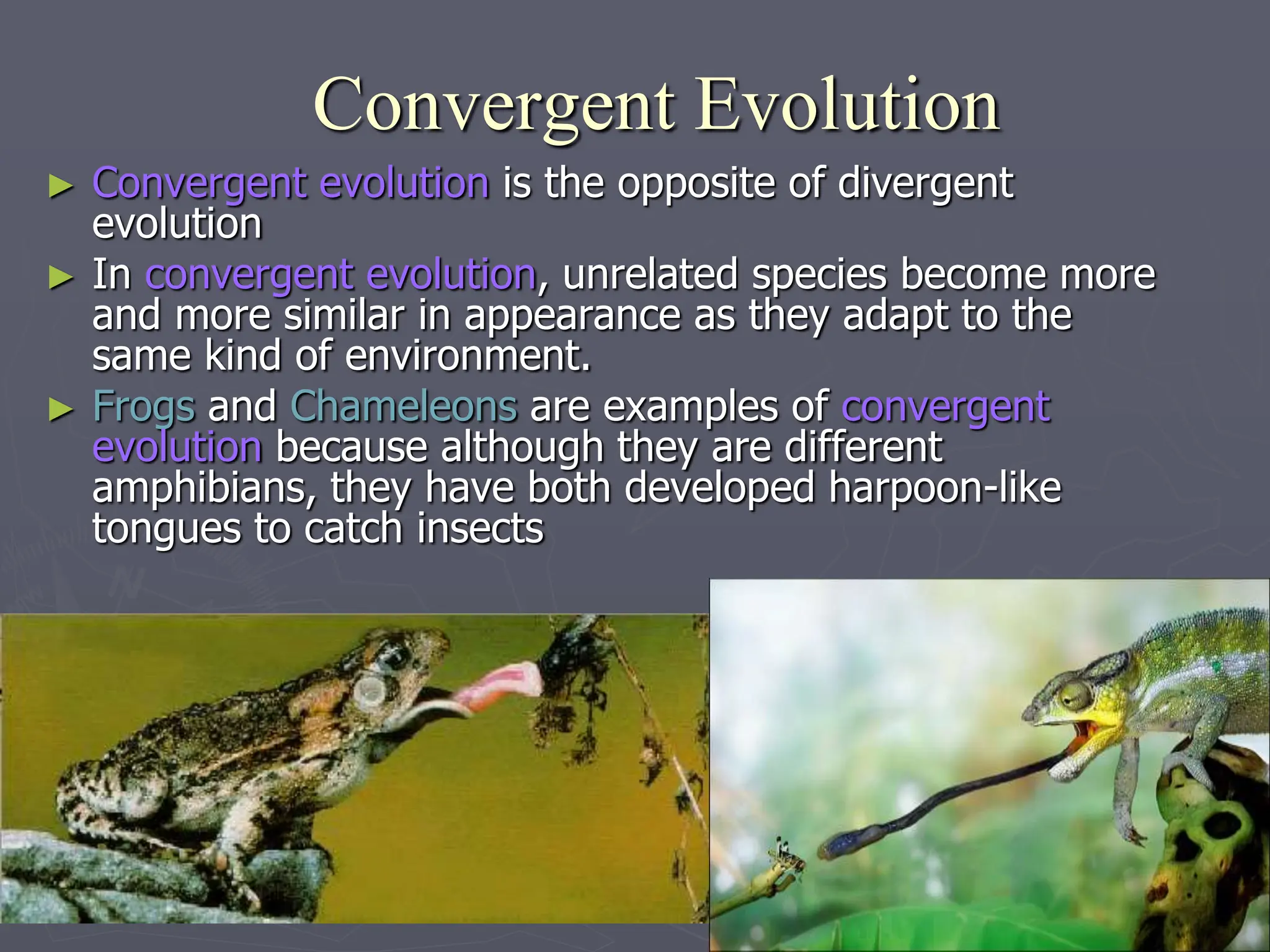 Convergent Evolution
► Convergent evolution is the opposite of divergent
evolution
► In convergent evolution, unrelated species become more
and more similar in appearance as they adapt to the
same kind of environment.
► Frogs and Chameleons are examples of convergent
evolution because although they are different
amphibians, they have both developed harpoon-like
tongues to catch insects
 