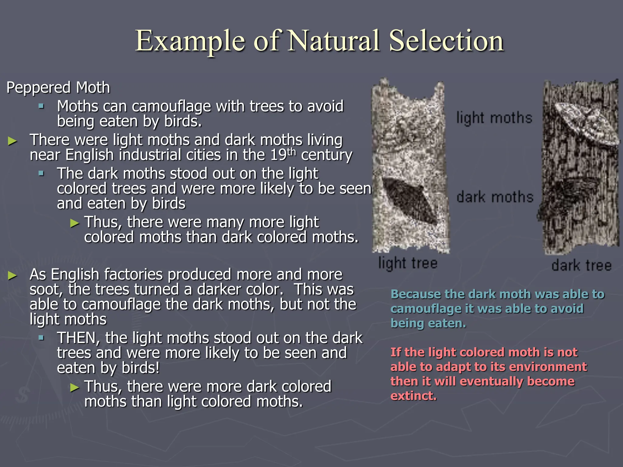 Example of Natural Selection
Peppered Moth
 Moths can camouflage with trees to avoid
being eaten by birds.
► There were light moths and dark moths living
near English industrial cities in the 19th century
 The dark moths stood out on the light
colored trees and were more likely to be seen
and eaten by birds
► Thus, there were many more light
colored moths than dark colored moths.
► As English factories produced more and more
soot, the trees turned a darker color. This was
able to camouflage the dark moths, but not the
light moths
 THEN, the light moths stood out on the dark
trees and were more likely to be seen and
eaten by birds!
► Thus, there were more dark colored
moths than light colored moths.
Because the dark moth was able to
camouflage it was able to avoid
being eaten.
If the light colored moth is not
able to adapt to its environment
then it will eventually become
extinct.
 