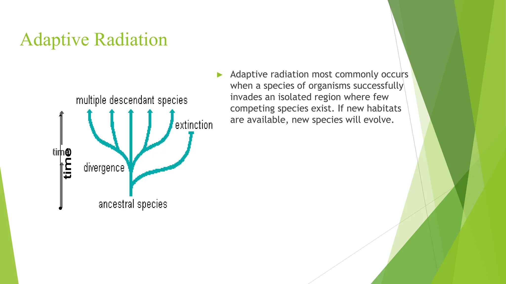 Adaptive Radiation
► Adaptive radiation most commonly occurs
when a species of organisms successfully
invades an isolated region where few
competing species exist. If new habitats
are available, new species will evolve.
 