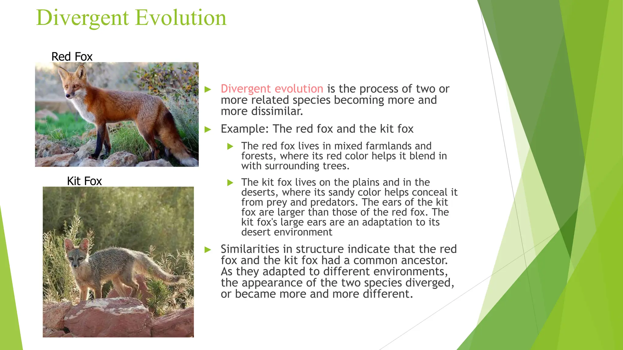Divergent Evolution
► Divergent evolution is the process of two or
more related species becoming more and
more dissimilar.
► Example: The red fox and the kit fox
 The red fox lives in mixed farmlands and
forests, where its red color helps it blend in
with surrounding trees.
 The kit fox lives on the plains and in the
deserts, where its sandy color helps conceal it
from prey and predators. The ears of the kit
fox are larger than those of the red fox. The
kit fox's large ears are an adaptation to its
desert environment
► Similarities in structure indicate that the red
fox and the kit fox had a common ancestor.
As they adapted to different environments,
the appearance of the two species diverged,
or became more and more different.
Red Fox
Kit Fox
 