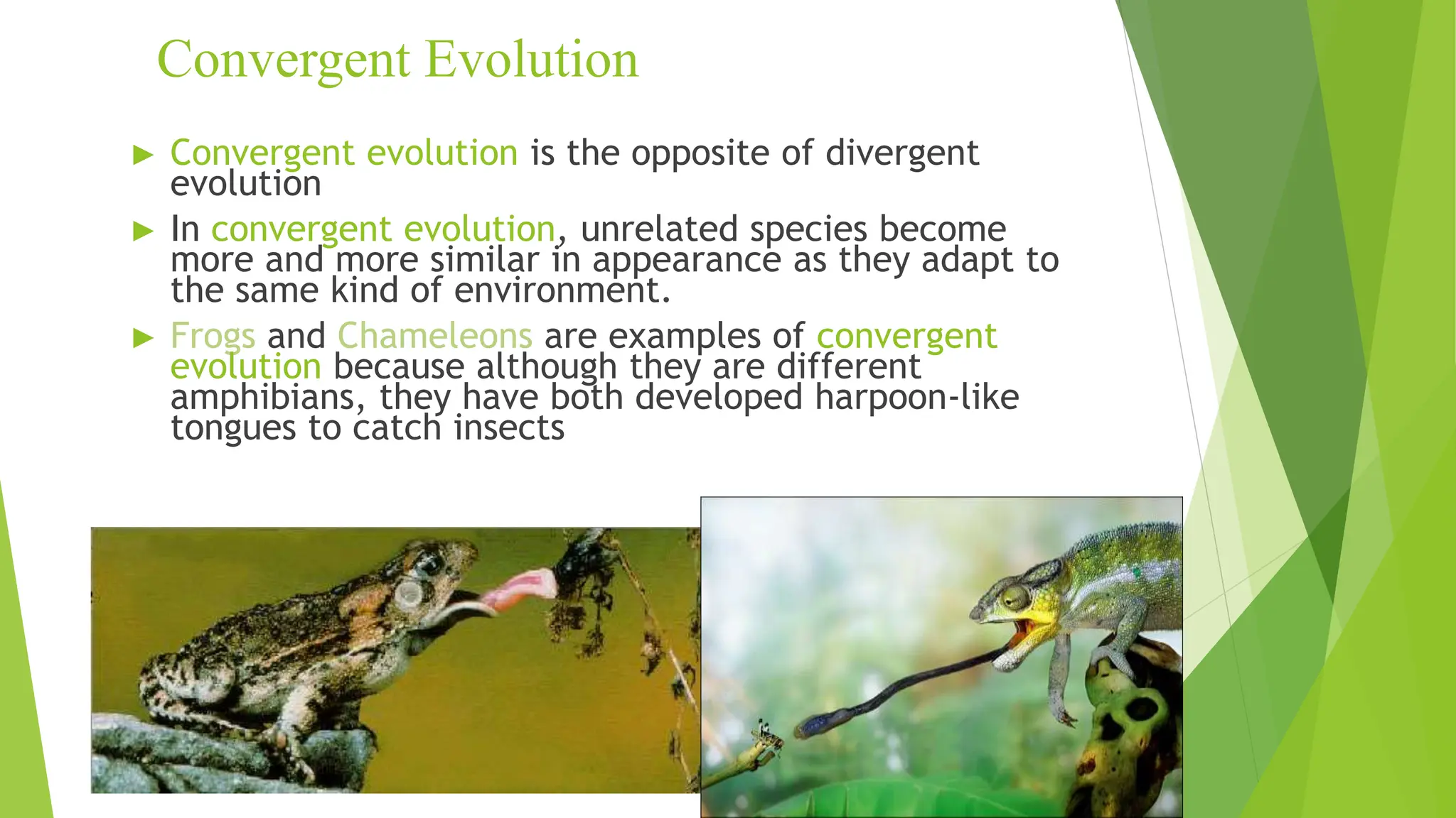 Convergent Evolution
► Convergent evolution is the opposite of divergent
evolution
► In convergent evolution, unrelated species become
more and more similar in appearance as they adapt to
the same kind of environment.
► Frogs and Chameleons are examples of convergent
evolution because although they are different
amphibians, they have both developed harpoon-like
tongues to catch insects
 