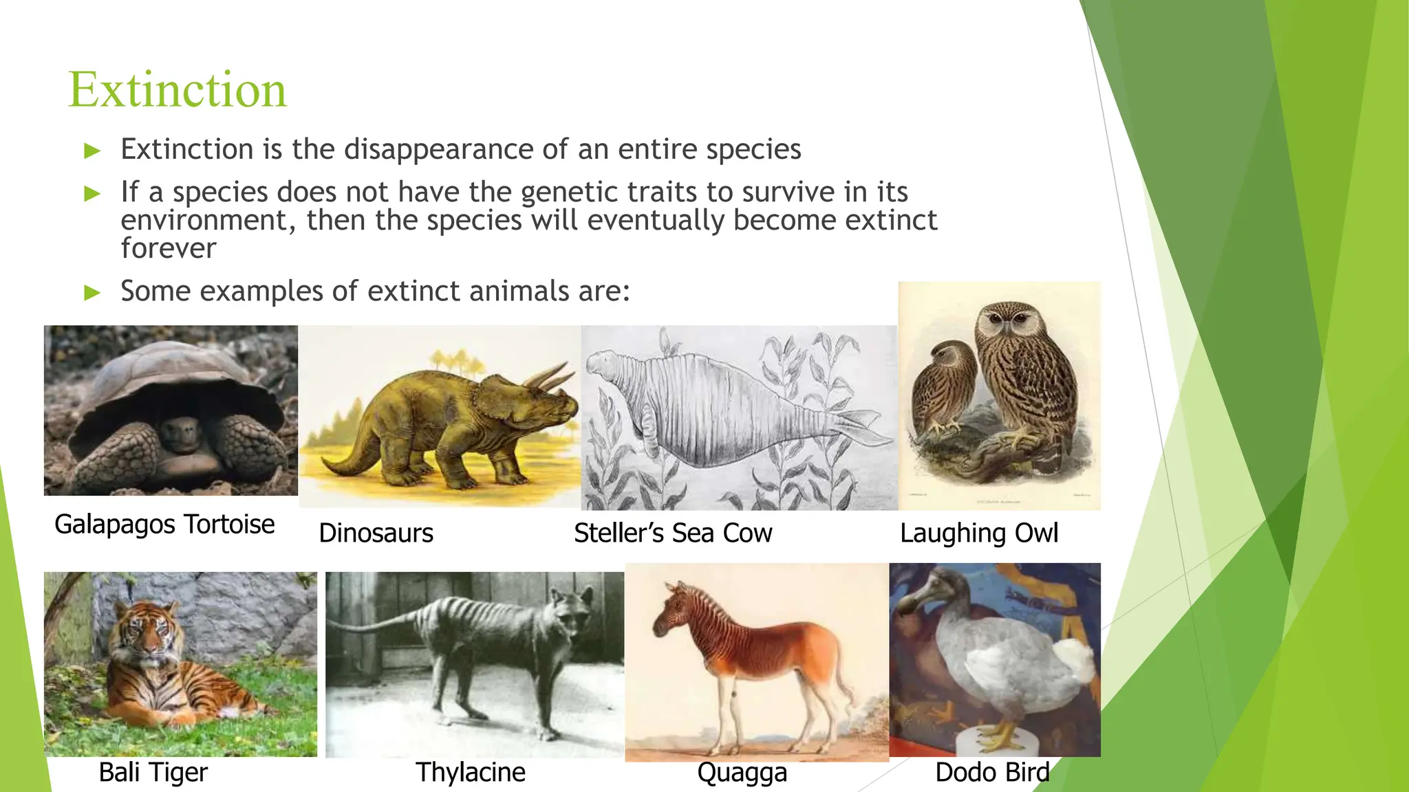 Extinction
► Extinction is the disappearance of an entire species
► If a species does not have the genetic traits to survive in its
environment, then the species will eventually become extinct
forever
► Some examples of extinct animals are:
Thylacine Quagga Dodo Bird
Galapagos Tortoise
Bali Tiger
Dinosaurs Steller’s Sea Cow Laughing Owl
 