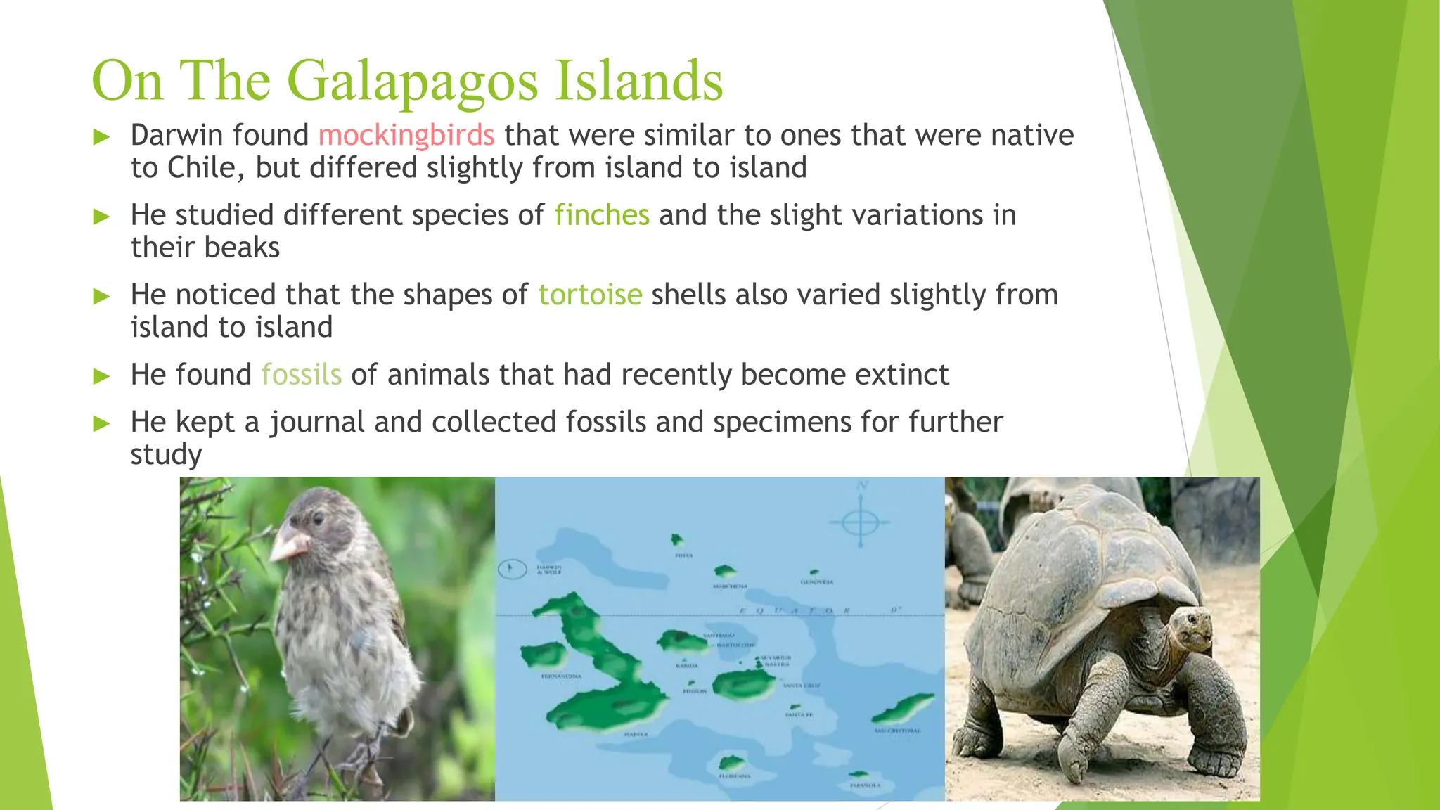 On The Galapagos Islands
► Darwin found mockingbirds that were similar to ones that were native
to Chile, but differed slightly from island to island
► He studied different species of finches and the slight variations in
their beaks
► He noticed that the shapes of tortoise shells also varied slightly from
island to island
► He found fossils of animals that had recently become extinct
► He kept a journal and collected fossils and specimens for further
study
 