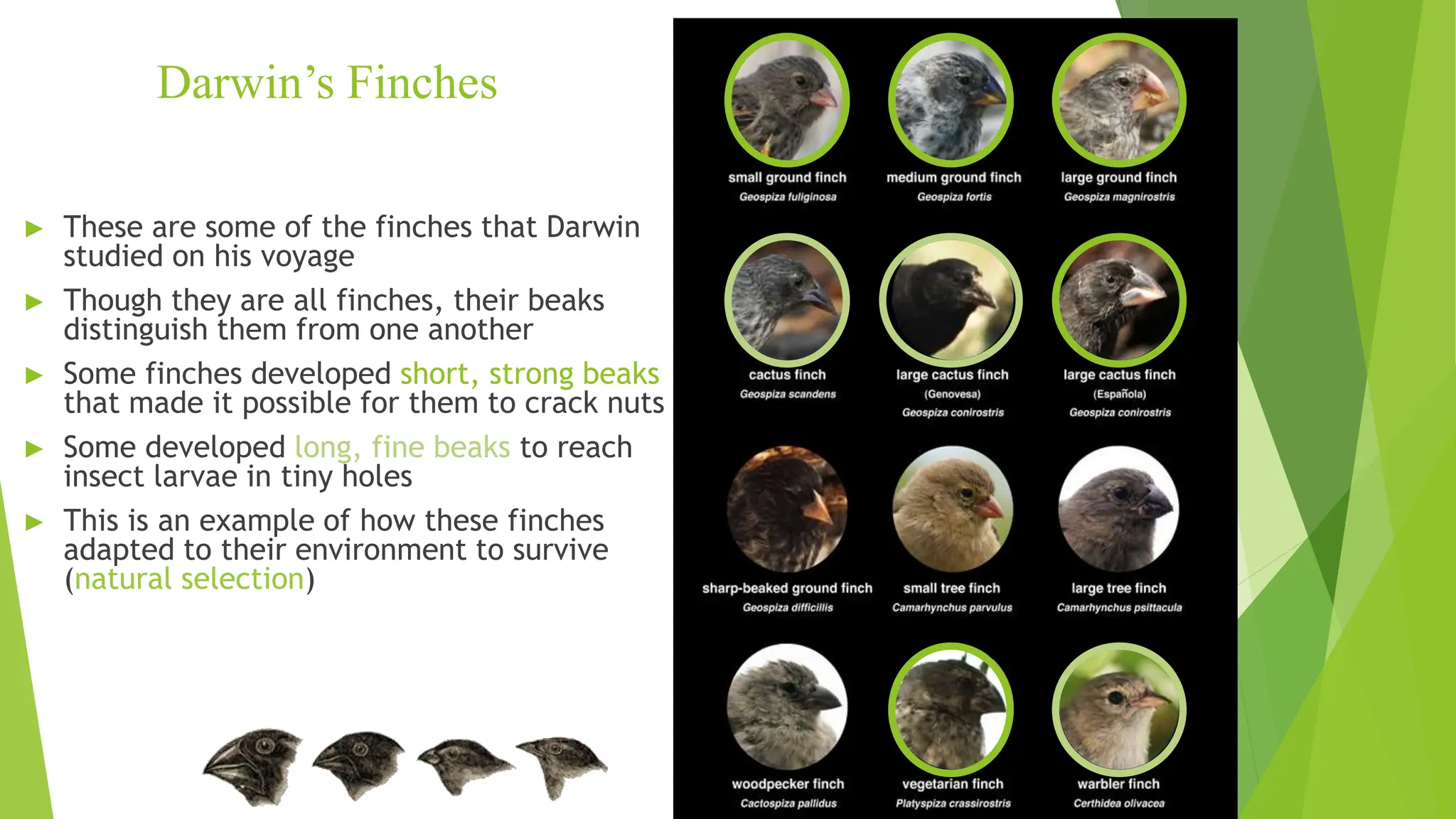 Darwin’s Finches
► These are some of the finches that Darwin
studied on his voyage
► Though they are all finches, their beaks
distinguish them from one another
► Some finches developed short, strong beaks
that made it possible for them to crack nuts
► Some developed long, fine beaks to reach
insect larvae in tiny holes
► This is an example of how these finches
adapted to their environment to survive
(natural selection)
 