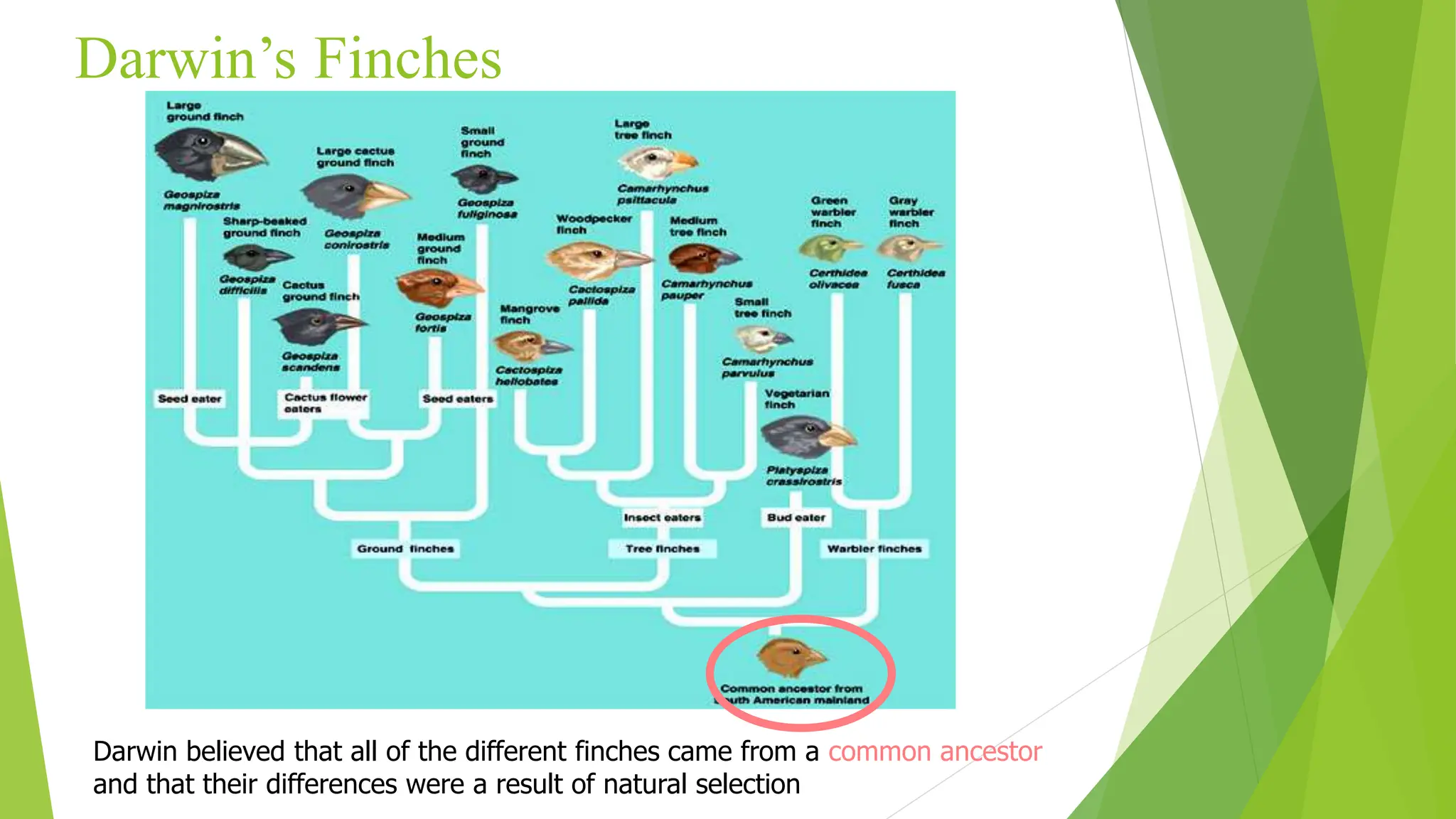Darwin’s Finches
Darwin believed that all of the different finches came from a common ancestor
and that their differences were a result of natural selection
 