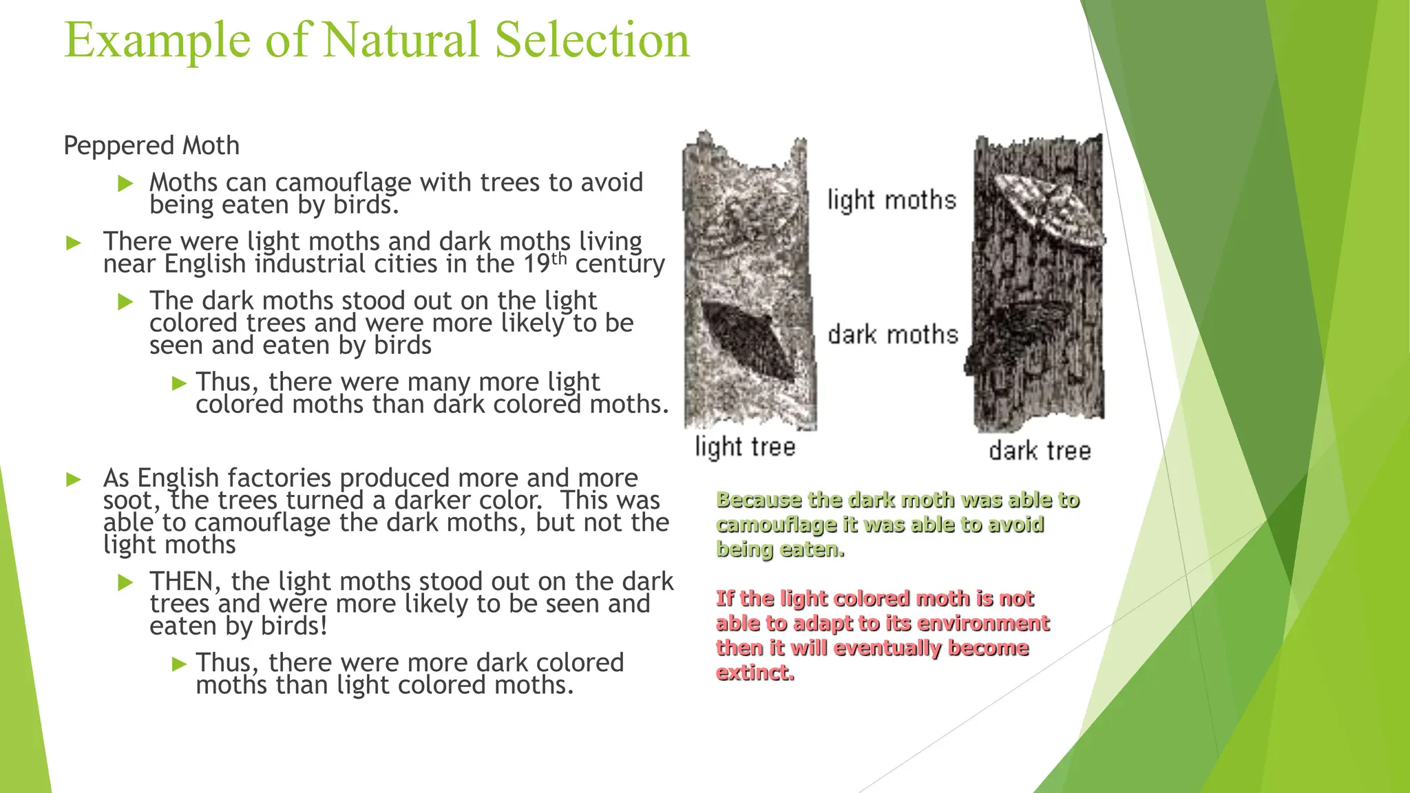 Example of Natural Selection
Peppered Moth
 Moths can camouflage with trees to avoid
being eaten by birds.
► There were light moths and dark moths living
near English industrial cities in the 19th century
 The dark moths stood out on the light
colored trees and were more likely to be
seen and eaten by birds
► Thus, there were many more light
colored moths than dark colored moths.
► As English factories produced more and more
soot, the trees turned a darker color. This was
able to camouflage the dark moths, but not the
light moths
 THEN, the light moths stood out on the dark
trees and were more likely to be seen and
eaten by birds!
► Thus, there were more dark colored
moths than light colored moths.
Because the dark moth was able to
camouflage it was able to avoid
being eaten.
If the light colored moth is not
able to adapt to its environment
then it will eventually become
extinct.
 