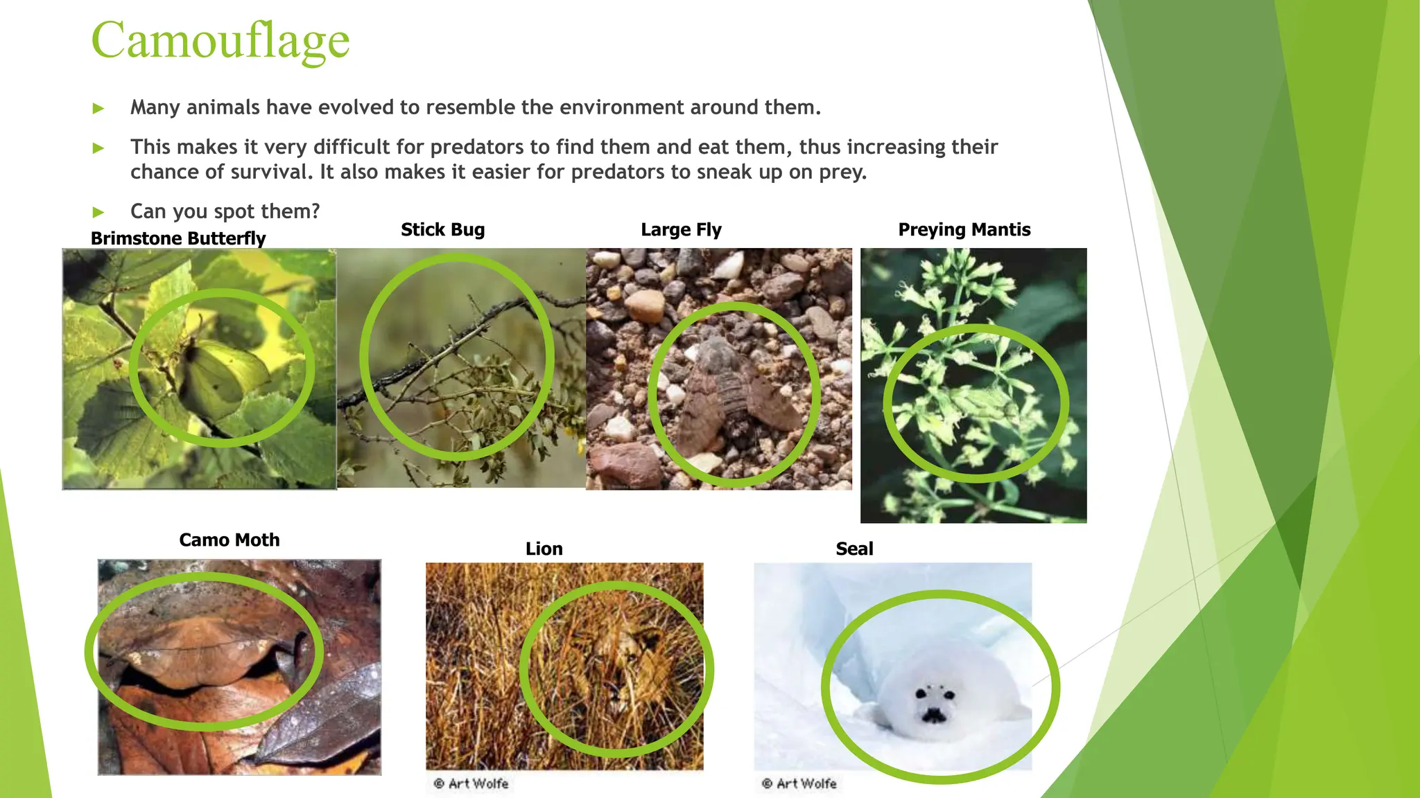 Camouflage
► Many animals have evolved to resemble the environment around them.
► This makes it very difficult for predators to find them and eat them, thus increasing their
chance of survival. It also makes it easier for predators to sneak up on prey.
► Can you spot them?
Brimstone Butterfly Stick Bug Large Fly Preying Mantis
Camo Moth
Seal
Lion
 