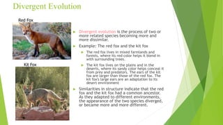 Evolution- evolution of life Presentation.ppt
