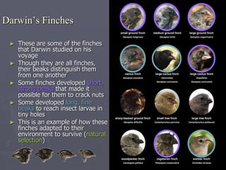 Darwin’s Finches
► These are some of the finches
that Darwin studied on his
voyage
► Though they are all finches,
their beaks distinguish them
from one another
► Some finches developed short,
strong beaks that made it
possible for them to crack nuts
► Some developed long, fine
beaks to reach insect larvae in
tiny holes
► This is an example of how these
finches adapted to their
environment to survive (natural
selection)
 