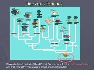 Darwin’s Finches
Darwin believed that all of the different finches came from a common ancestor
and that their differences were a result of natural selection
 