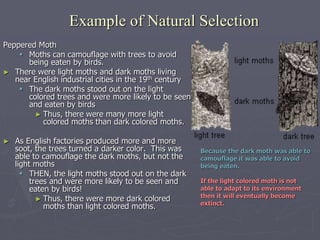Example of Natural Selection
Peppered Moth
 Moths can camouflage with trees to avoid
being eaten by birds.
► There were light moths and dark moths living
near English industrial cities in the 19th century
 The dark moths stood out on the light
colored trees and were more likely to be seen
and eaten by birds
► Thus, there were many more light
colored moths than dark colored moths.
► As English factories produced more and more
soot, the trees turned a darker color. This was
able to camouflage the dark moths, but not the
light moths
 THEN, the light moths stood out on the dark
trees and were more likely to be seen and
eaten by birds!
► Thus, there were more dark colored
moths than light colored moths.
Because the dark moth was able to
camouflage it was able to avoid
being eaten.
If the light colored moth is not
able to adapt to its environment
then it will eventually become
extinct.
 
