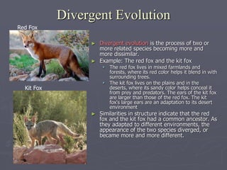 Divergent Evolution
► Divergent evolution is the process of two or
more related species becoming more and
more dissimilar.
► Example: The red fox and the kit fox
 The red fox lives in mixed farmlands and
forests, where its red color helps it blend in with
surrounding trees.
 The kit fox lives on the plains and in the
deserts, where its sandy color helps conceal it
from prey and predators. The ears of the kit fox
are larger than those of the red fox. The kit
fox's large ears are an adaptation to its desert
environment
► Similarities in structure indicate that the red
fox and the kit fox had a common ancestor. As
they adapted to different environments, the
appearance of the two species diverged, or
became more and more different.
Red Fox
Kit Fox
 