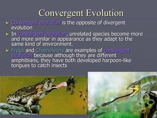 Convergent Evolution
► Convergent evolution is the opposite of divergent
evolution
► In convergent evolution, unrelated species become more
and more similar in appearance as they adapt to the
same kind of environment.
► Frogs and Chameleons are examples of convergent
evolution because although they are different
amphibians, they have both developed harpoon-like
tongues to catch insects
 