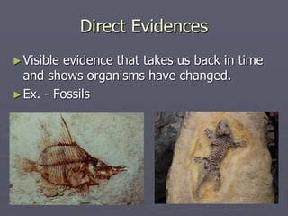 Direct Evidences
►Visible evidence that takes us back in time
and shows organisms have changed.
►Ex. - Fossils
 