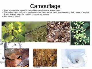 Camouflage
Many animals have evolved to resemble the environment around them.
This makes it very difficult for predators to find them and eat them, thus increasing their chance of survival.
It also makes it easier for predators to sneak up on prey.
Can you spot them?
Brimstone Butterfly
Camo Moth
Stick Bug
Lion
Large Fly
Seal
Preying Mantis
 