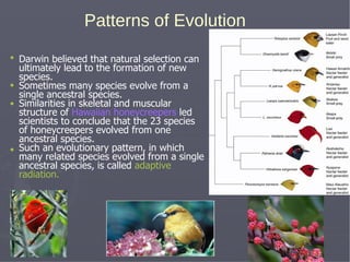 Patterns of Evolution
Darwin believed that natural selection can
ultimately lead to the formation of new
species.
Sometimes many species evolve from a
single ancestral species.
Similarities in skeletal and muscular
structure of Hawaiian honeycreepers led
scientists to conclude that the 23 species
of honeycreepers evolved from one
ancestral species.
Such an evolutionary pattern, in which
many related species evolved from a single
ancestral species, is called adaptive
radiation.
 