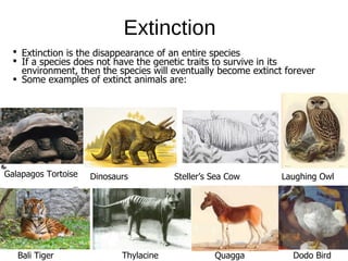 Extinction
Extinction is the disappearance of an entire species
If a species does not have the genetic traits to survive in its
environment, then the species will eventually become extinct forever
Some examples of extinct animals are:
Bali Tiger
Galapagos Tortoise Dinosaurs
Thylacine
Steller’s Sea Cow
Quagga Dodo Bird
Laughing Owl
 