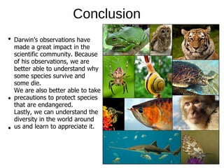 Conclusion
Darwin’s observations have
made a great impact in the
scientific community. Because
of his observations, we are
better able to understand why
some species survive and
some die.
We are also better able to take
precautions to protect species
that are endangered.
Lastly, we can understand the
diversity in the world around
us and learn to appreciate it.
 