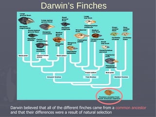 Darwin’s Finches
Darwin believed that all of the different finches came from a common ancestor
and that their differences were a result of natural selection
 