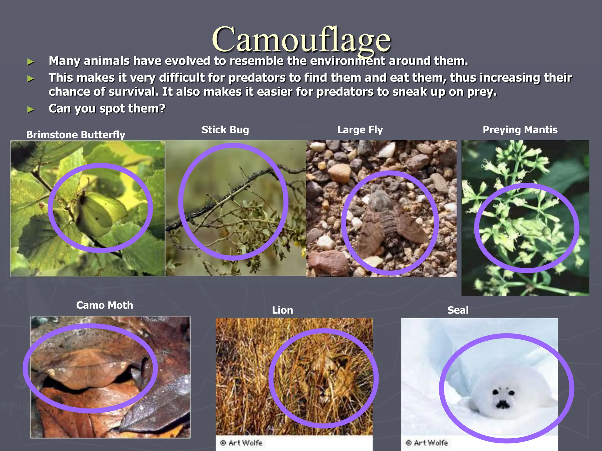 Camouflage
► Many animals have evolved to resemble the environment around them.
► This makes it very difficult for predators to find them and eat them, thus increasing their
chance of survival. It also makes it easier for predators to sneak up on prey.
► Can you spot them?
Brimstone Butterfly Stick Bug Large Fly Preying Mantis
Camo Moth
Seal
Lion
 