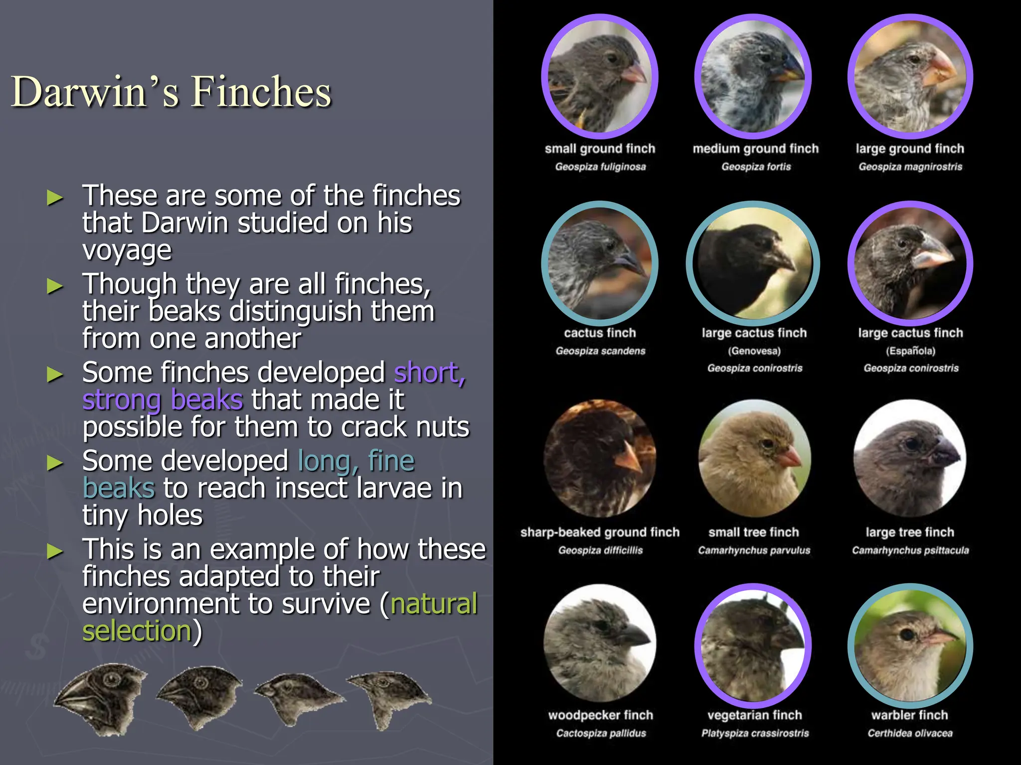 Darwin’s Finches
► These are some of the finches
that Darwin studied on his
voyage
► Though they are all finches,
their beaks distinguish them
from one another
► Some finches developed short,
strong beaks that made it
possible for them to crack nuts
► Some developed long, fine
beaks to reach insect larvae in
tiny holes
► This is an example of how these
finches adapted to their
environment to survive (natural
selection)
 