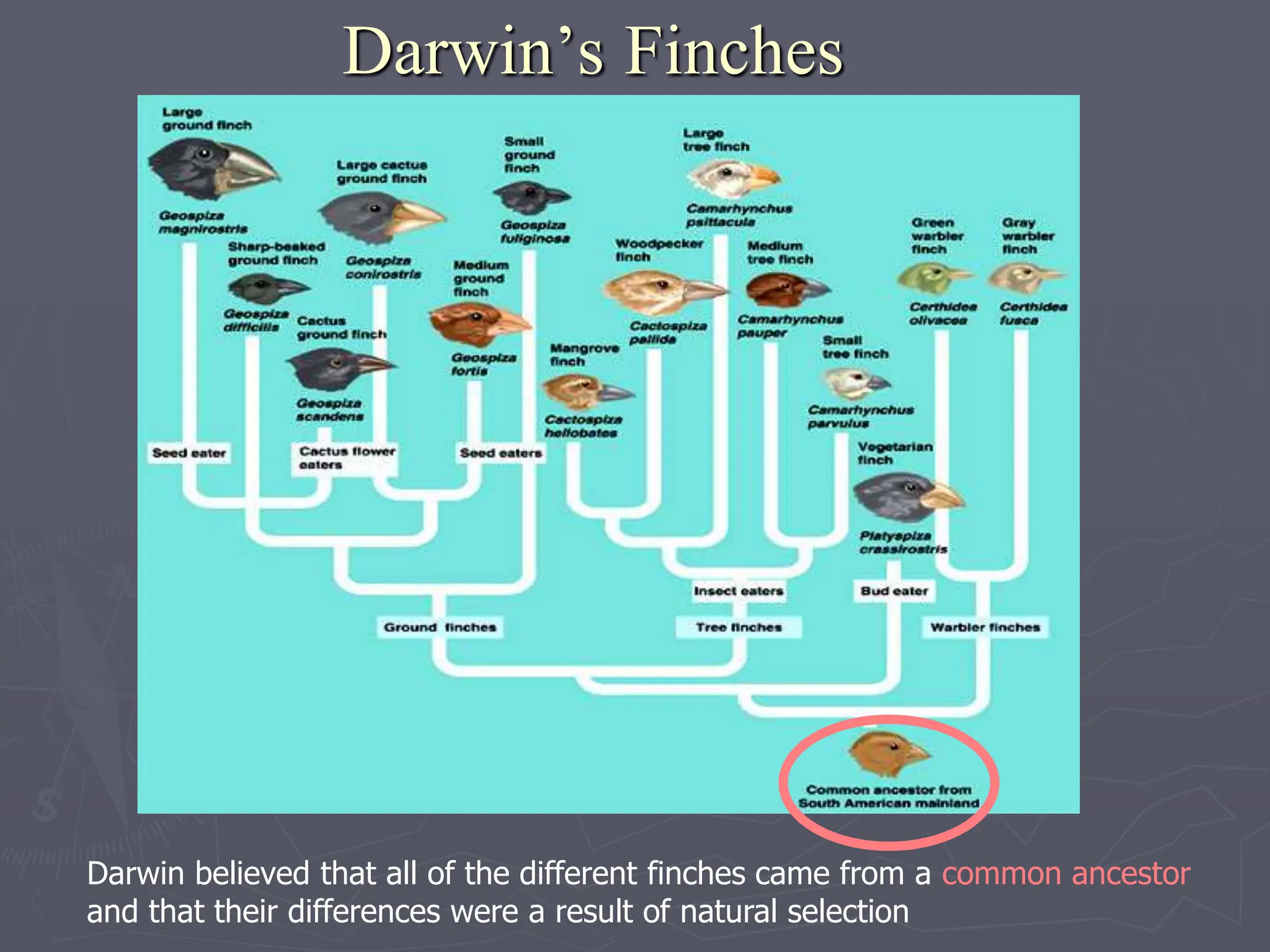 Darwin’s Finches
Darwin believed that all of the different finches came from a common ancestor
and that their differences were a result of natural selection
 