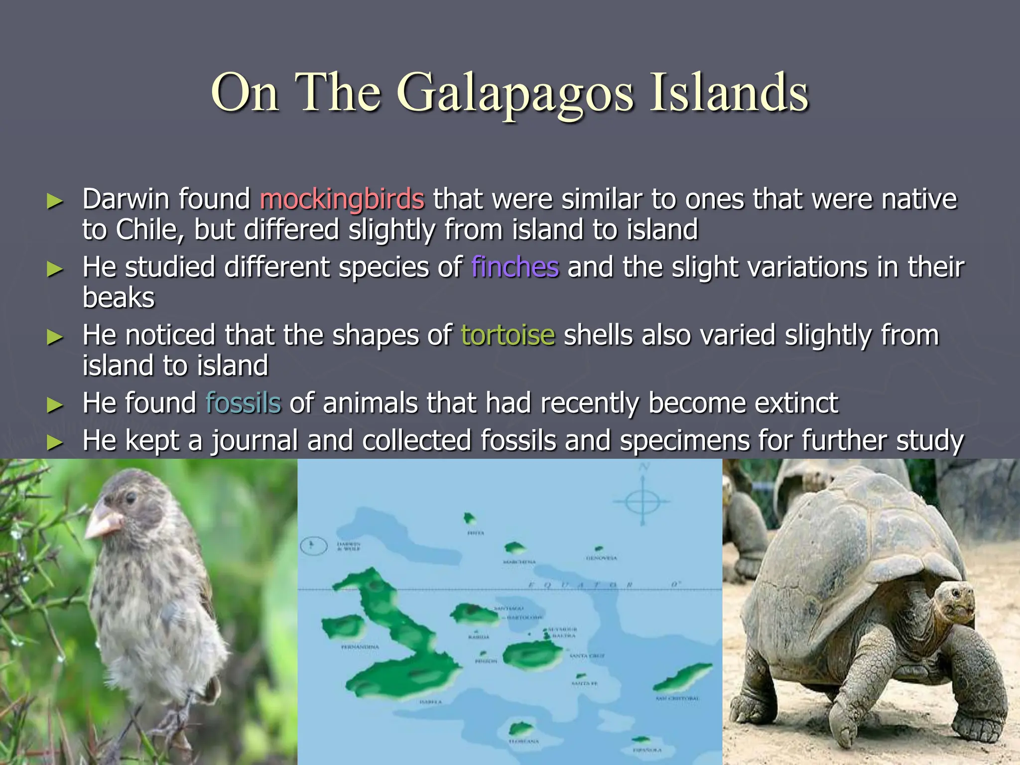 On The Galapagos Islands
► Darwin found mockingbirds that were similar to ones that were native
to Chile, but differed slightly from island to island
► He studied different species of finches and the slight variations in their
beaks
► He noticed that the shapes of tortoise shells also varied slightly from
island to island
► He found fossils of animals that had recently become extinct
► He kept a journal and collected fossils and specimens for further study
 