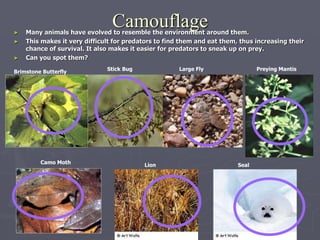 Camouflage
► Many animals have evolved to resemble the environment around them.
► This makes it very difficult for predators to find them and eat them, thus increasing their
chance of survival. It also makes it easier for predators to sneak up on prey.
► Can you spot them?
Brimstone Butterfly Stick Bug Large Fly Preying Mantis
Camo Moth
Seal
Lion
 