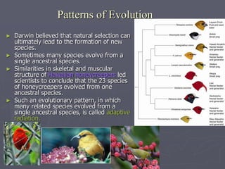 Patterns of Evolution
► Darwin believed that natural selection can
ultimately lead to the formation of new
species.
► Sometimes many species evolve from a
single ancestral species.
► Similarities in skeletal and muscular
structure of Hawaiian honeycreepers led
scientists to conclude that the 23 species
of honeycreepers evolved from one
ancestral species.
► Such an evolutionary pattern, in which
many related species evolved from a
single ancestral species, is called adaptive
radiation.
 